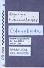 Etiketten zu Cardiophorus tenelloides (Dolin, 1960) (NHMW-ZOO-COL-0007039)